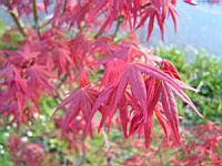 Acer palmatum cv Atrolineare (fam Aceracees) (Photo F. Mrugala) (3)